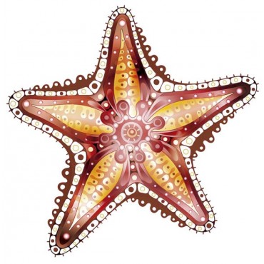 http://www.artystick.net/1779-thickbox_default/starfishsea-horse-100-x-200-mm.jpg