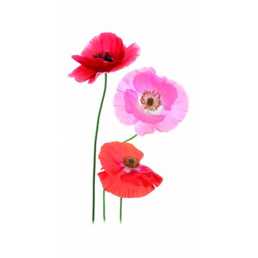 http://www.artystick.net/490-thickbox_default/poppies.jpg