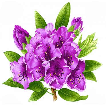 http://www.artystick.net/62-thickbox_default/rhododendron.jpg