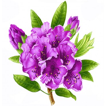 http://www.artystick.net/651-thickbox_default/rhododendron.jpg