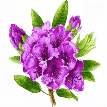 http://www.artystick.net/654-thickbox_default/rhododendron.jpg