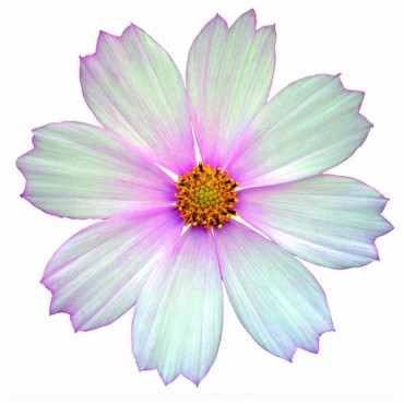 http://www.artystick.net/770-thickbox_default/beautiful-flowers-1.jpg