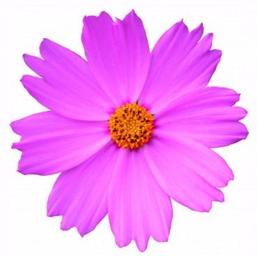 http://www.artystick.net/774-thickbox_default/beautiful-flowers-2.jpg