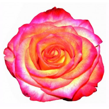 http://www.artystick.net/843-thickbox_default/beautiful-flowers-1.jpg