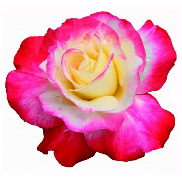 http://www.artystick.net/851-thickbox_default/beautiful-flowers-2.jpg